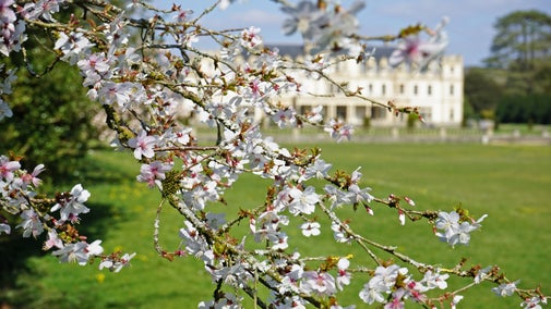 Blossom on the South Lawn, Dyffryn Gardens, Vale of Glamorgan